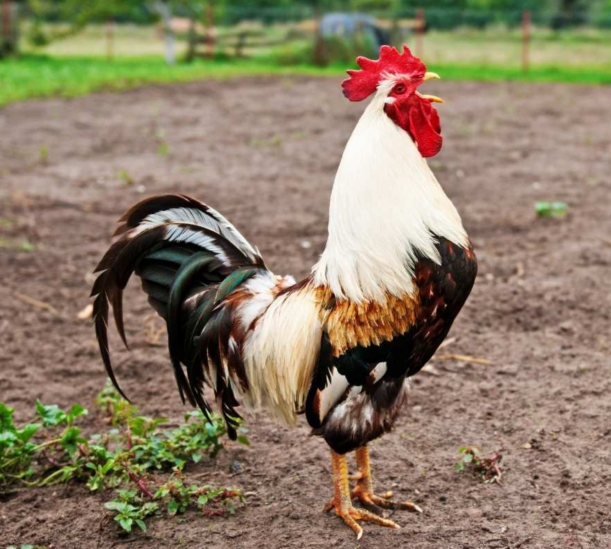 Rooster For Sale in Parrish